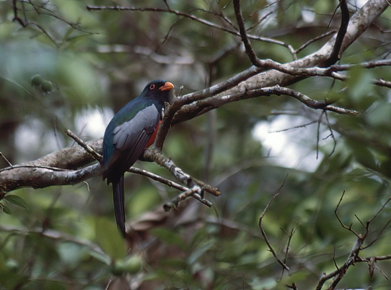 18_Massena's trogon (Slaty tailed trogon), Tortuguero.jpg